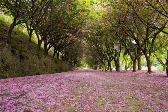 樱花大道_副本.jpg